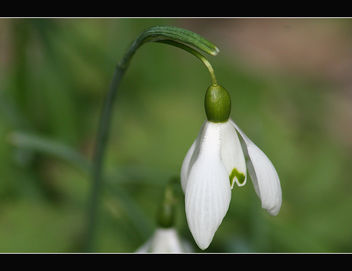 One of the last snowdrops - Free image #288051