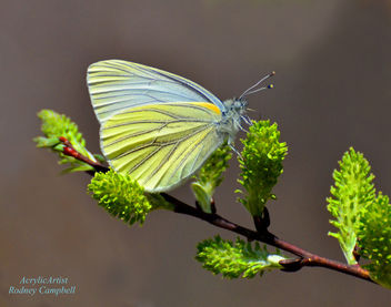 Butterfly on Spicebush - Free image #288161