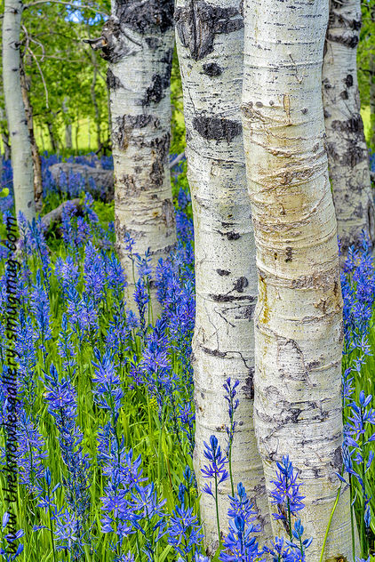 Aspens and wild flowers in nature - бесплатный image #288381