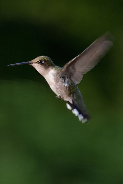Ruby Throated Hummingbird - image gratuit #288521 
