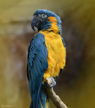 Blue throated Macaw - image #288621 gratis