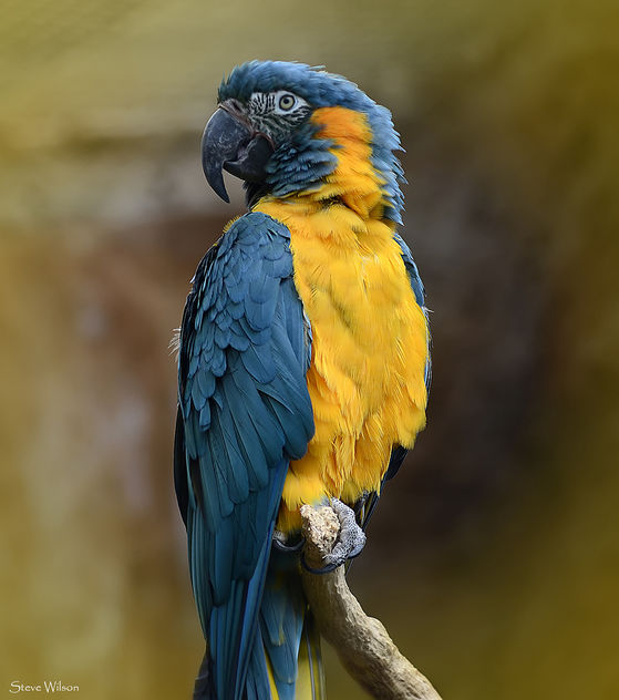 Blue throated Macaw - image #288621 gratis