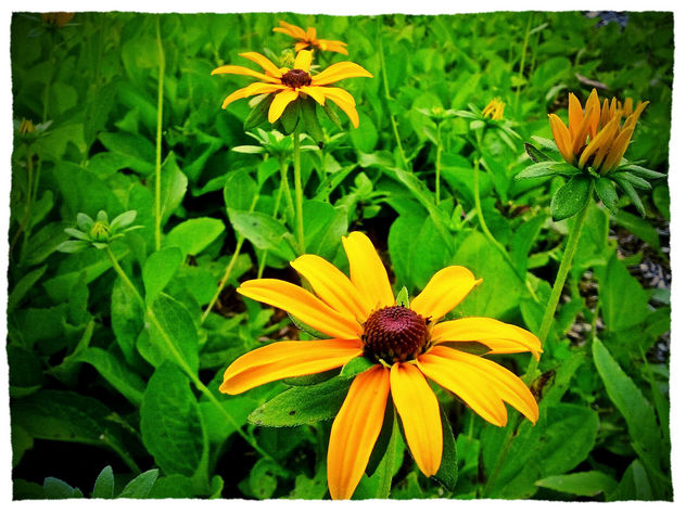 Summer Flowers - Kostenloses image #288981