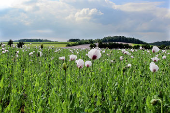 Poppy field - Free image #289121