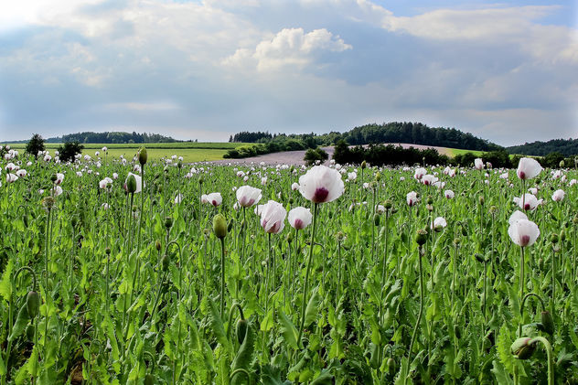 Poppy field - Kostenloses image #289121