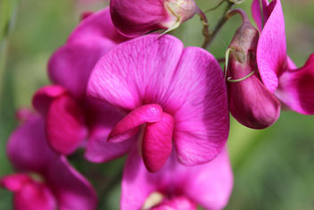 Orchid Flower - image #289281 gratis