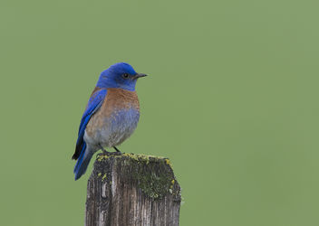 Western Bluebird (Sialia mexicana) - бесплатный image #289381