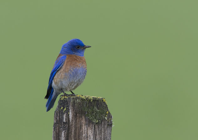 Western Bluebird (Sialia mexicana) - image gratuit #289381 