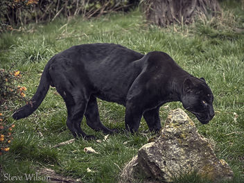 Black Jaguar - бесплатный image #289441