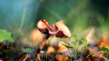 Mushroom - image #289451 gratis