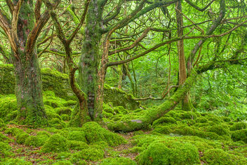 Emerald Forest - HDR - Free image #289661
