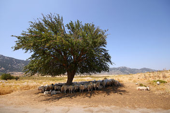Flock Of Sheep In Omalos Plateau - image #289671 gratis