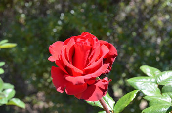 Flowers & Roses - бесплатный image #289781