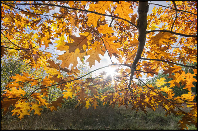 Autumn Sunset - бесплатный image #289881