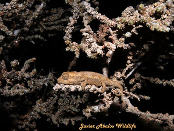 Namaqua Dwarf Chameleon (Bradypodion occidentale) - бесплатный image #289981