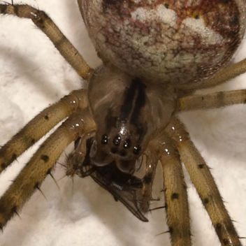 Spider carrying her dinner - бесплатный image #290001