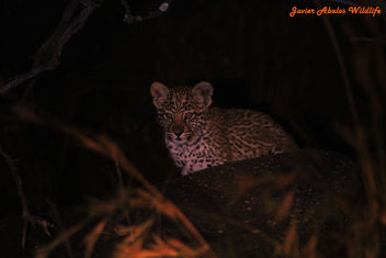 Leopard cub in Kruger - Free image #290051