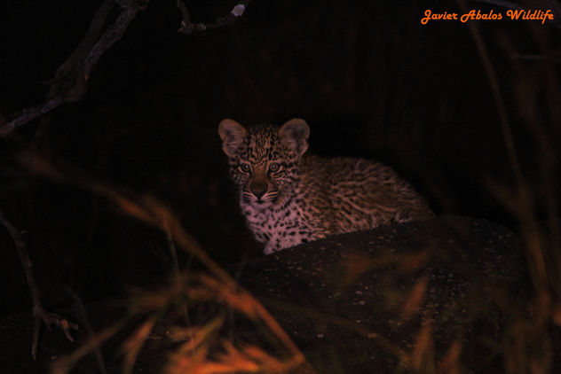 Leopard cub in Kruger - image #290051 gratis