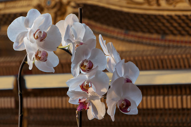 Orchid in front of piano - бесплатный image #290111
