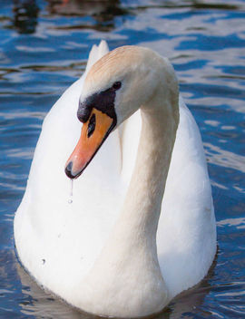 Swan - image #290941 gratis