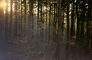 Fragments of Gold in a Forest - image #291161 gratis
