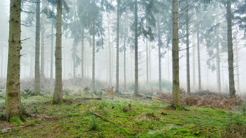 Winter Forest - image #291371 gratis