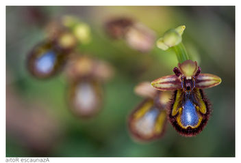 Ophrys speculum - image gratuit #291501 