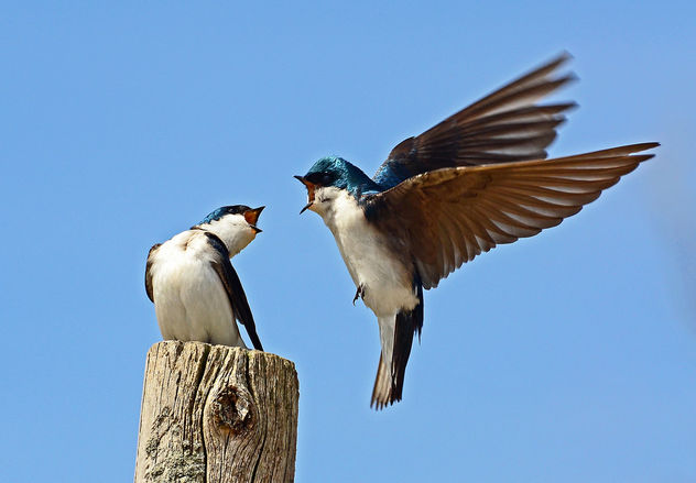Tree Swallows - image gratuit #291591 