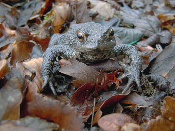 Toad. - Kostenloses image #292021