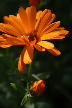 Close up flower - Free image #292031