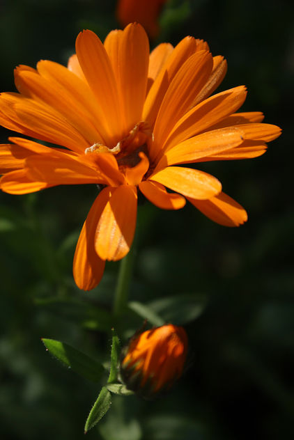 Close up flower - Kostenloses image #292031