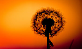 Dandelion sunset - Free image #292181