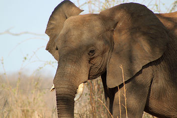 African Bush Elephant: Loxodonta africana - image #292291 gratis