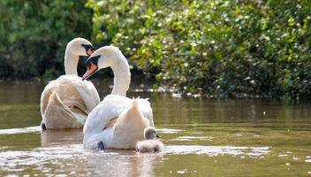 Swans. - image #292441 gratis