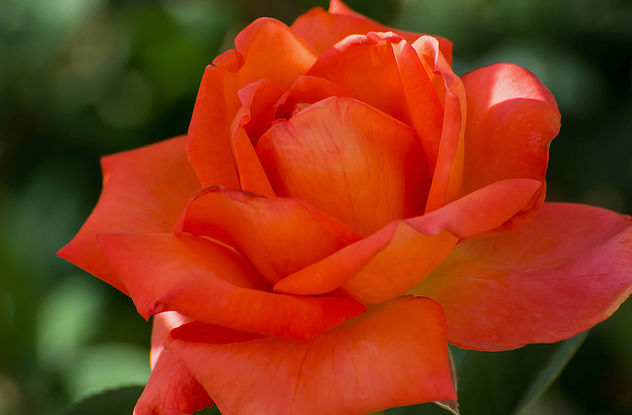 orange rose - image #292481 gratis