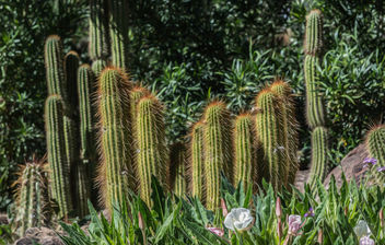 Desert Cactus - Free image #292491