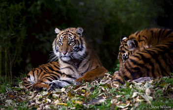 Resting Sumatran Tiger Cub - бесплатный image #292521