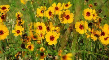 Field of Flowers - image #292661 gratis