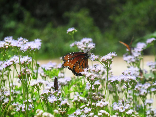 wildflowers and Butterflies - Kostenloses image #292741