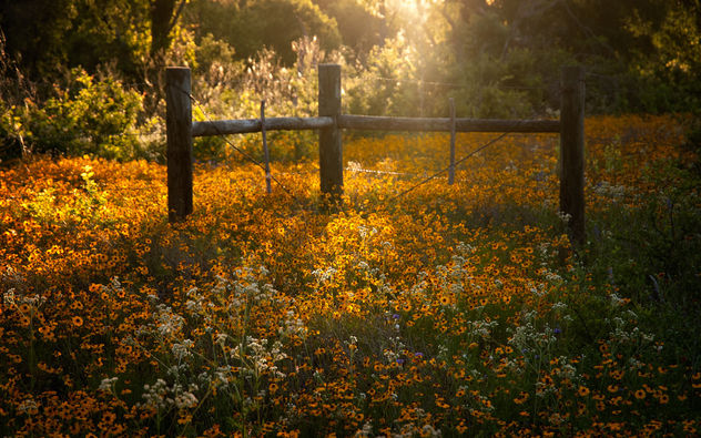 Field of Gold (Explore July 12, 2014) - Free image #292861