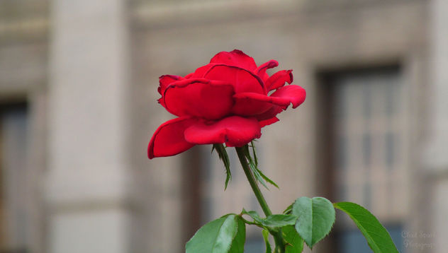 Red Rose - Kostenloses image #292891