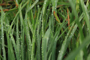 Wet grass - image #293081 gratis