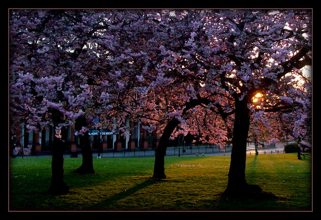 Cherry Blossoms in Glasgow West End - Kostenloses image #293541