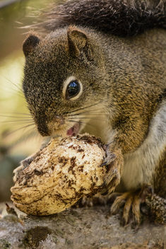 Squirrel Eating a Mushroom - бесплатный image #293621