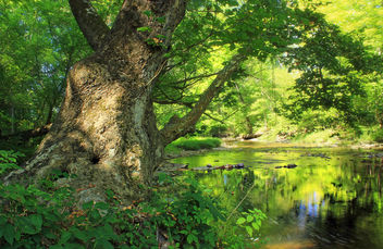 Hokendauqua Creek (1) - image #293671 gratis