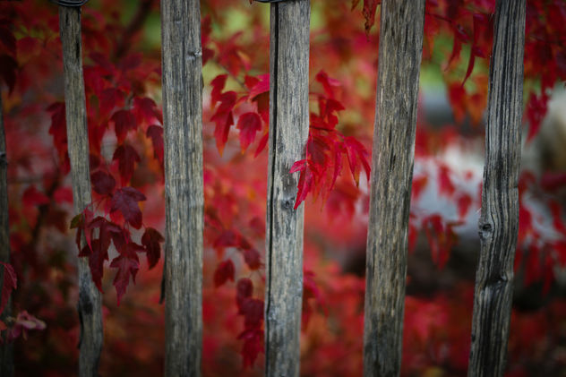 Red Leaves - image #293711 gratis