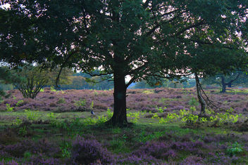 Purple pastures - image #293881 gratis
