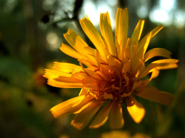 Wild Flowers: Yellow - Kostenloses image #293921