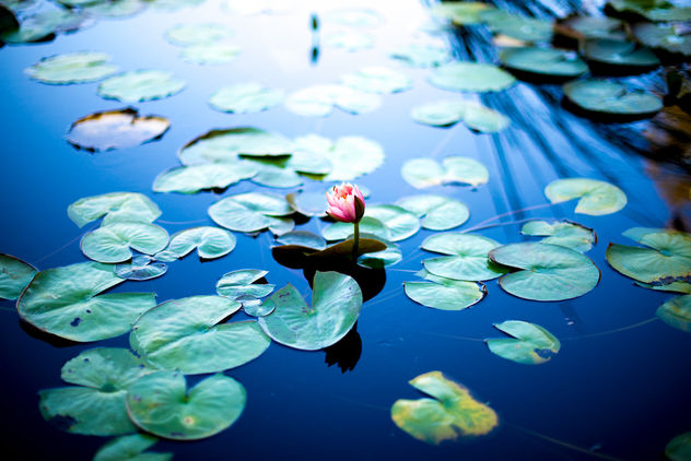 a walk in the water lily pond - image gratuit #294391 