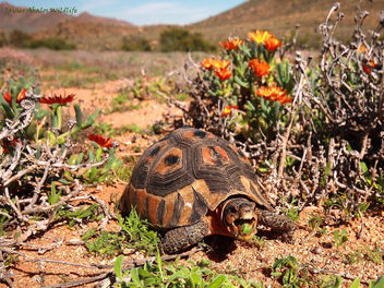 Dry season is over! nom nom nom om nom! (Goegap Nature Reserve, Namakwaland, South Africa) - image gratuit #294451 